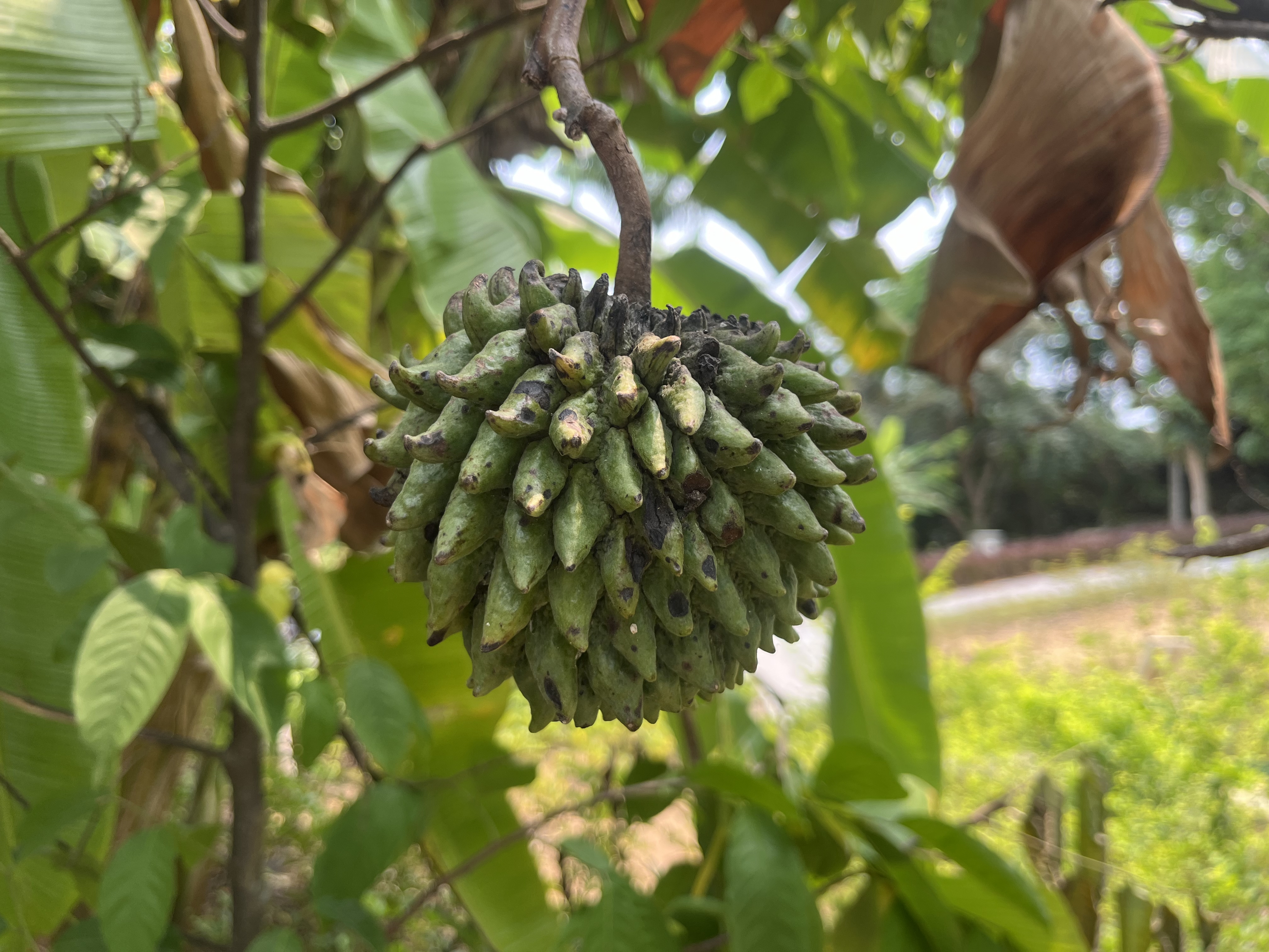 默认分类