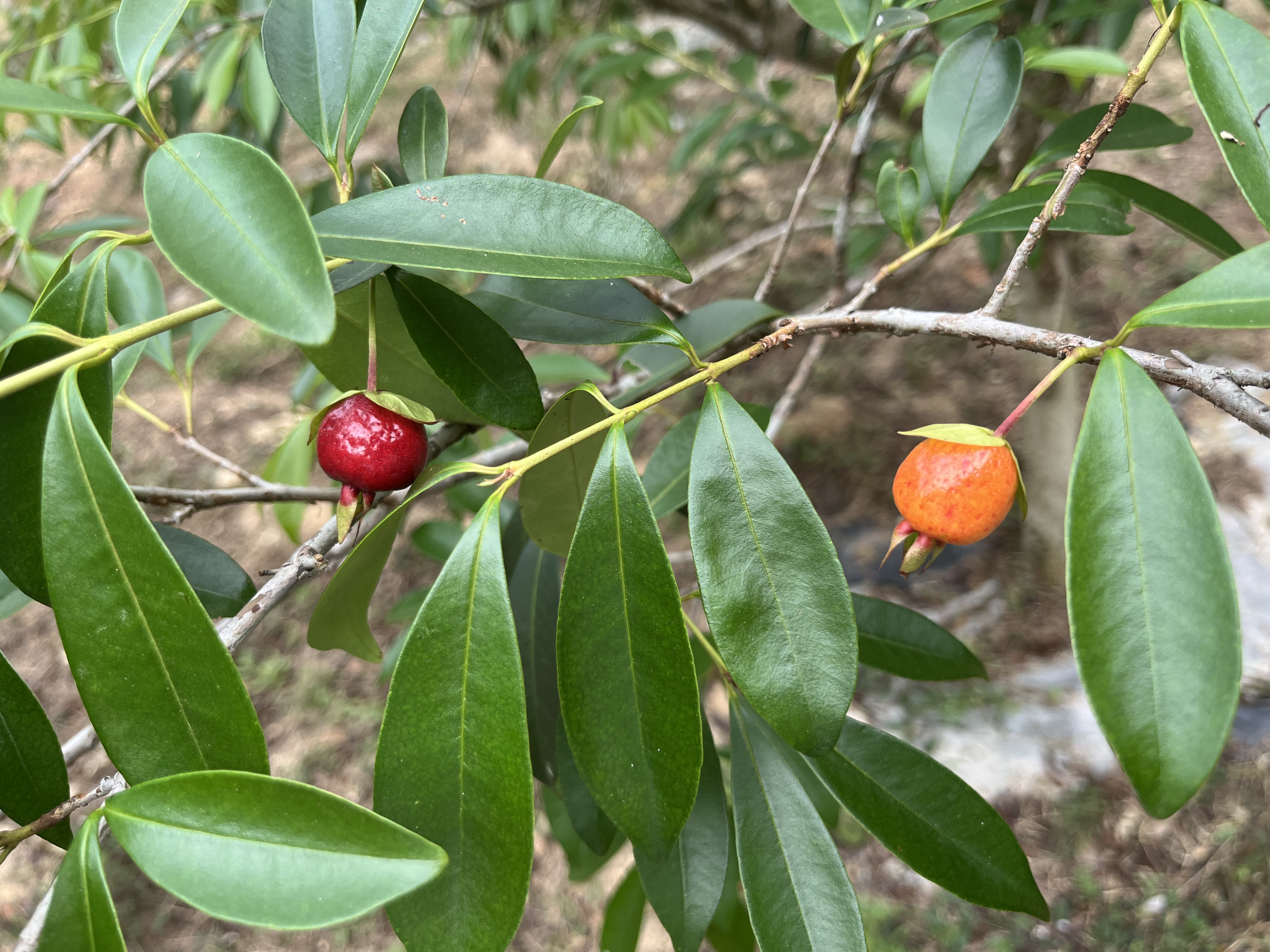 默认分类